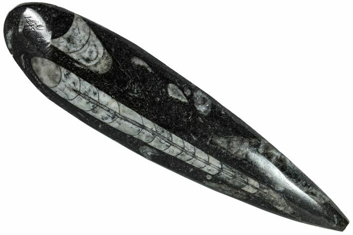 Polished Fossil Orthoceras (Cephalopod) - Morocco #216148